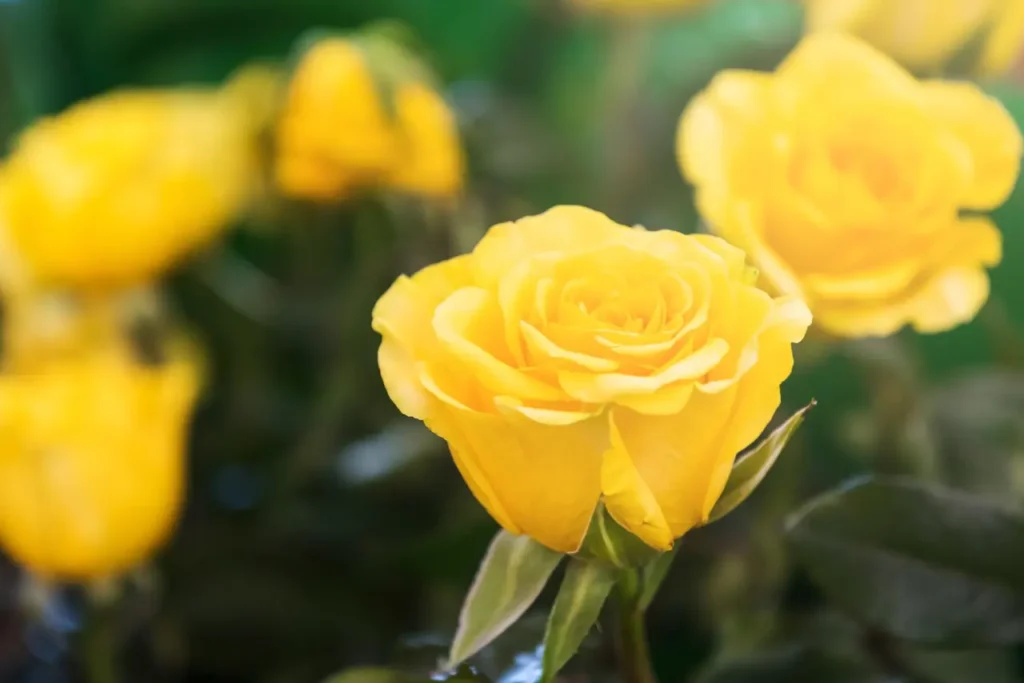 Yellow Roses Flowers (17)