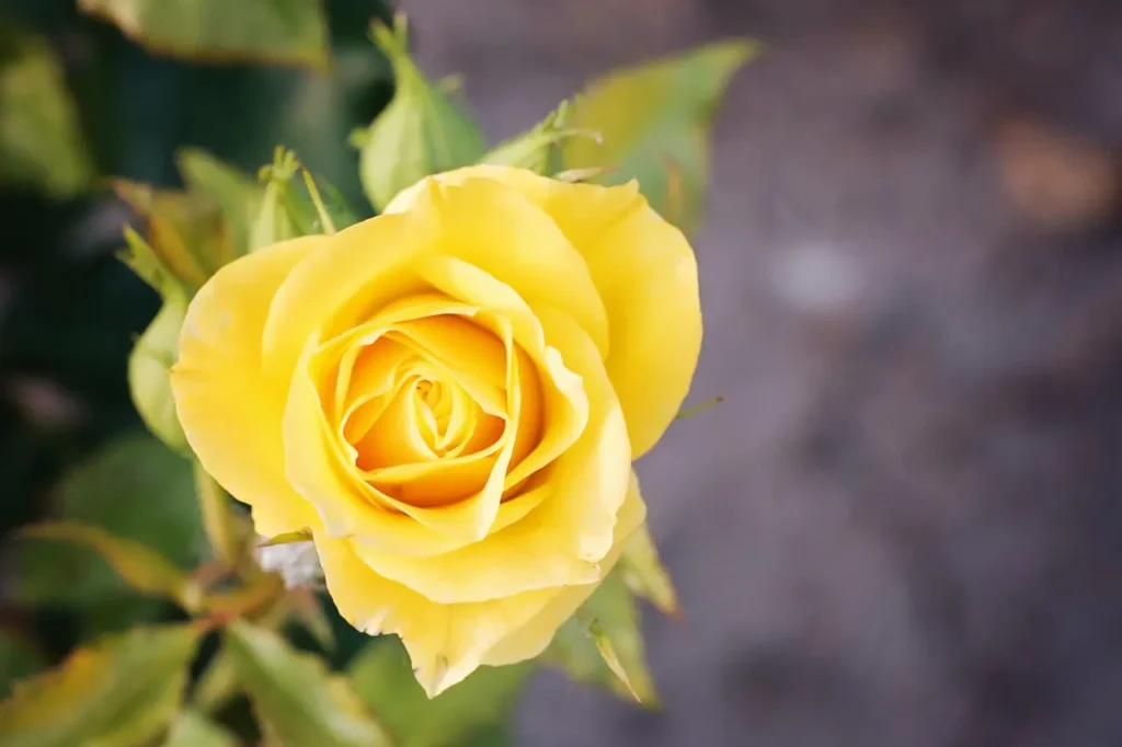Yellow Roses Flowers (18)