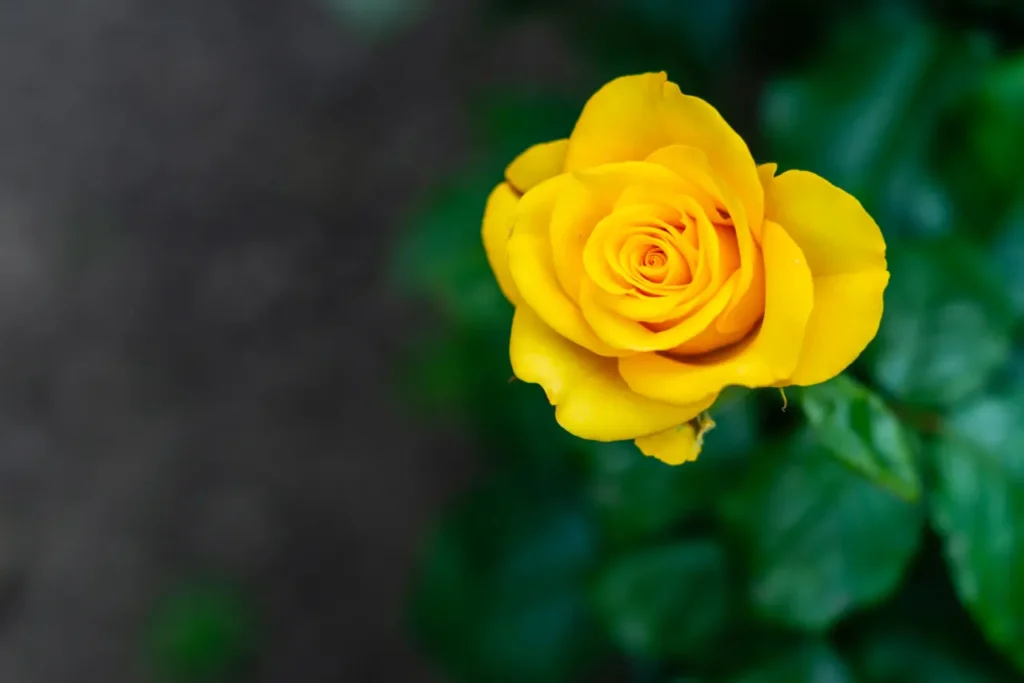 Yellow Roses Flowers (19)