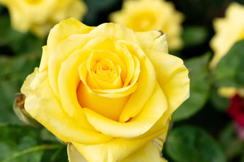 Yellow Roses Flowers (2)