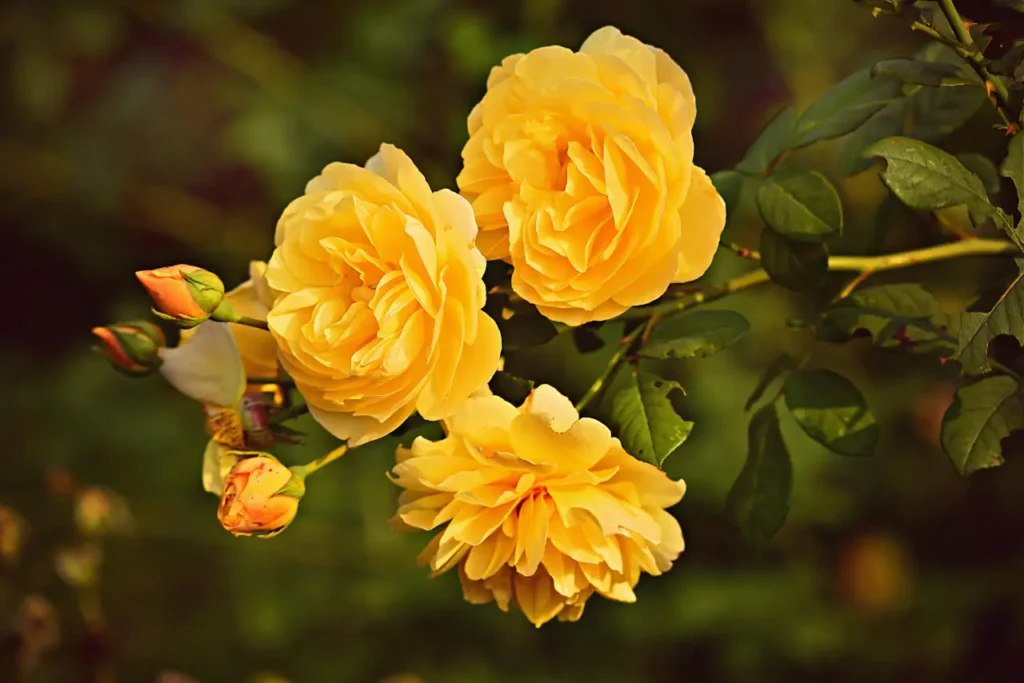 Yellow Roses Flowers (20)