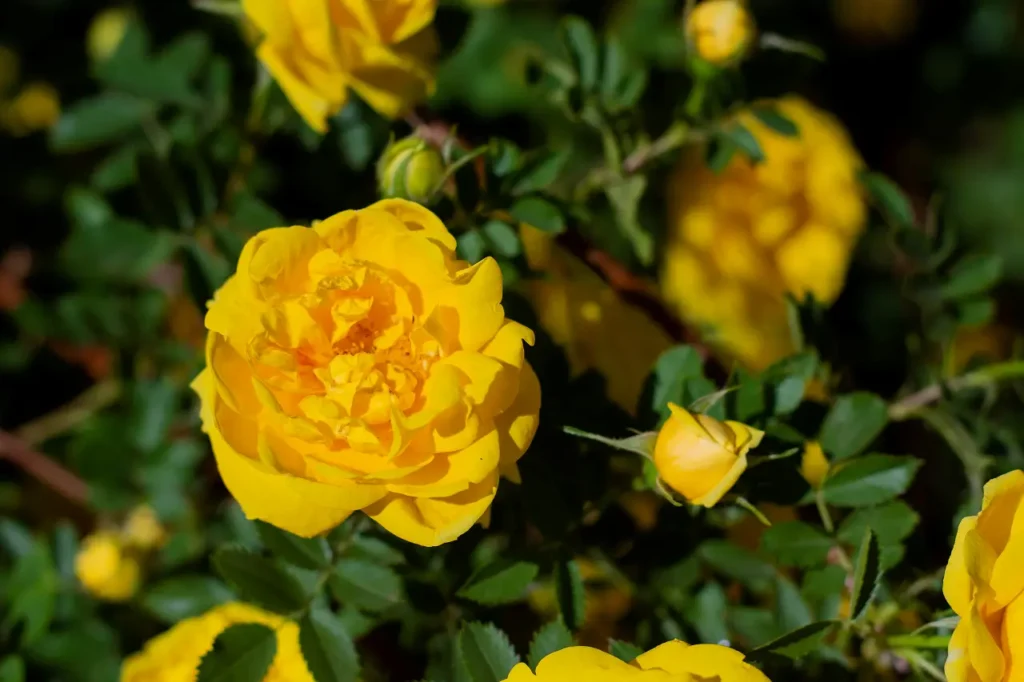 Yellow Roses Flowers (22)