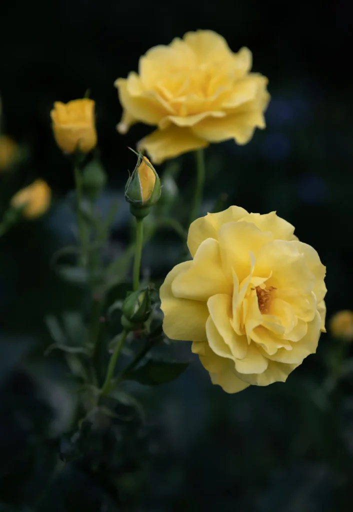 Yellow Roses Flowers (3)