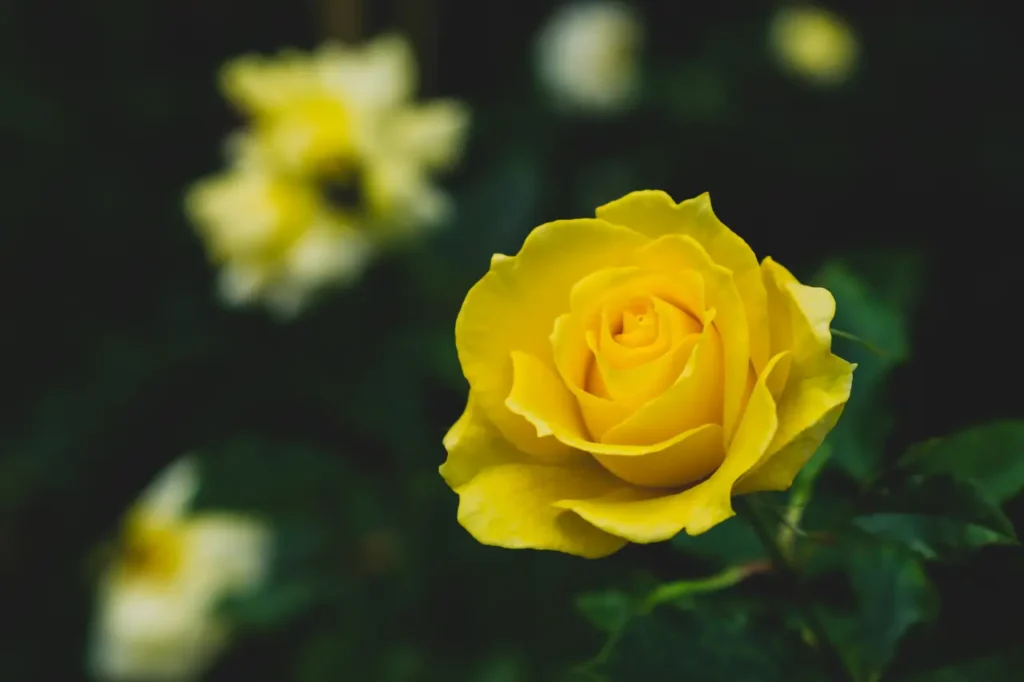 Yellow Roses Flowers (5)