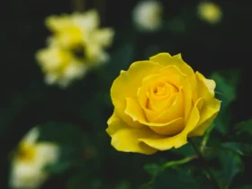 Yellow Roses Flowers (5)
