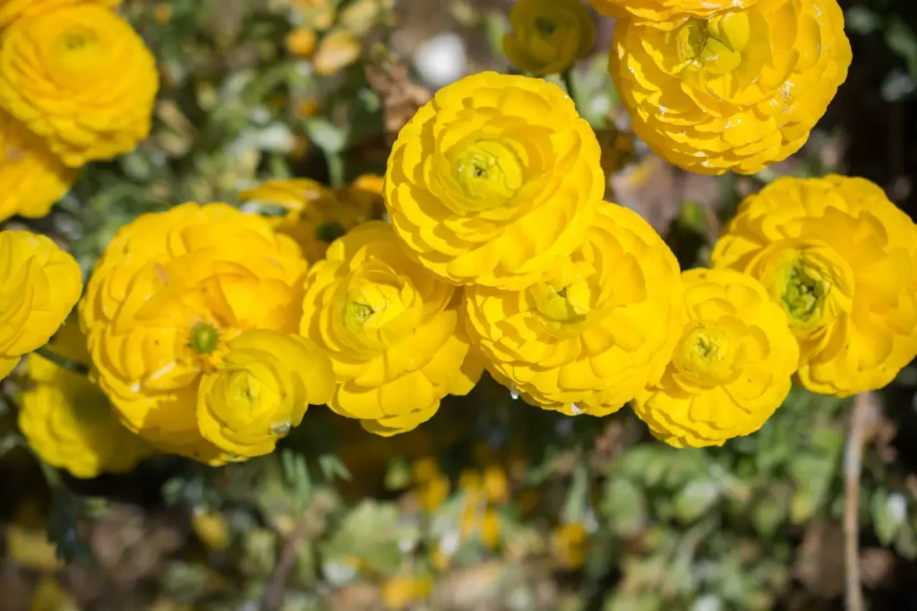 Yellow Roses Flowers (6)