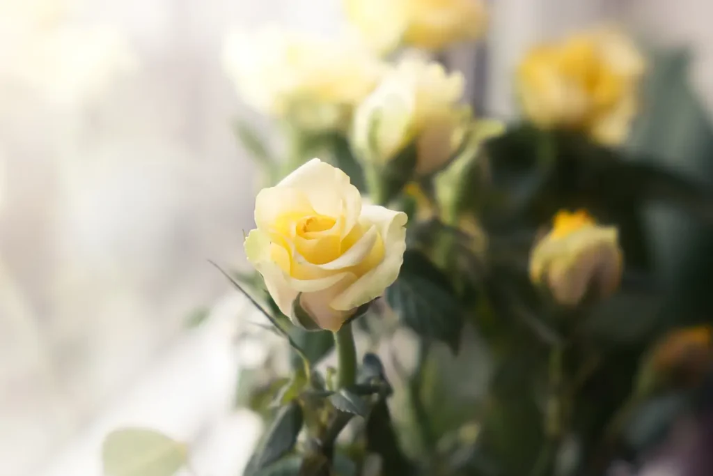 Yellow Roses Flowers (8)