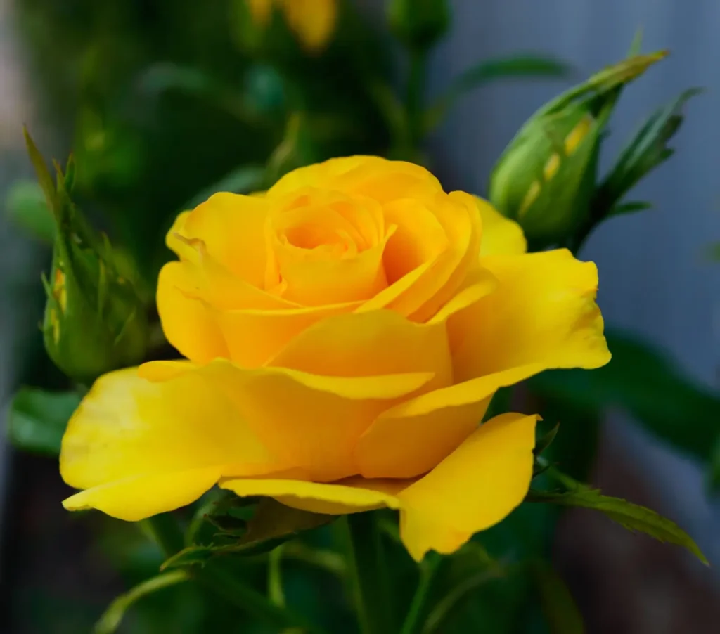 Yellow Roses Flowers (9)