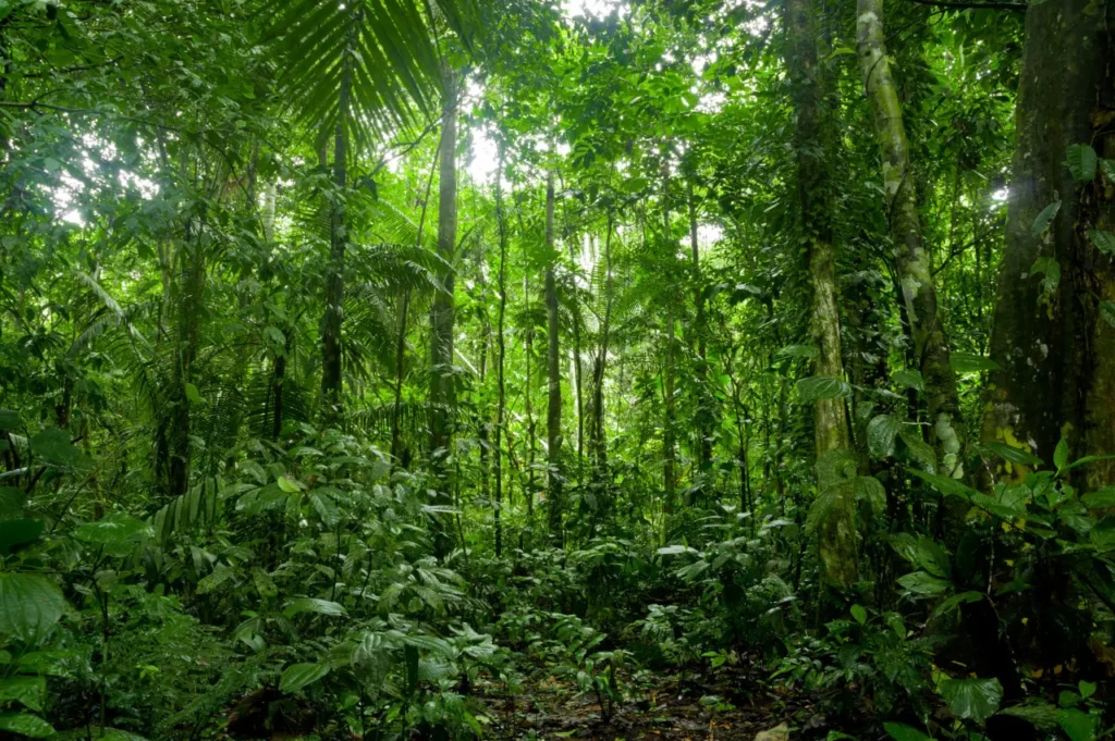 Amazon Rainforest 0-0-00