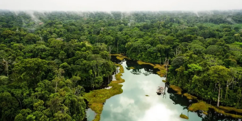 Amazon Rainforest 0