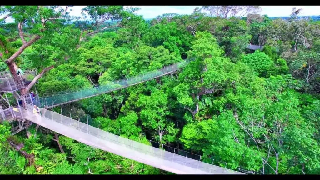 Amazon Rainforest 11