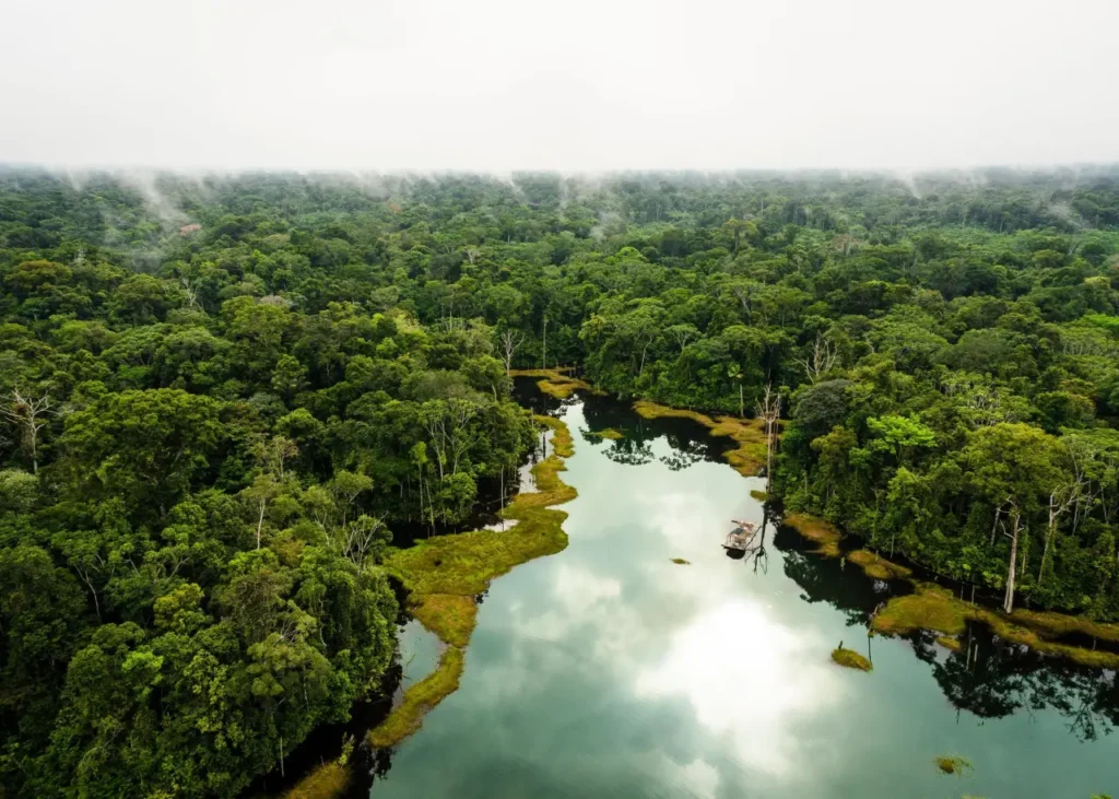 Amazon Rainforest 15