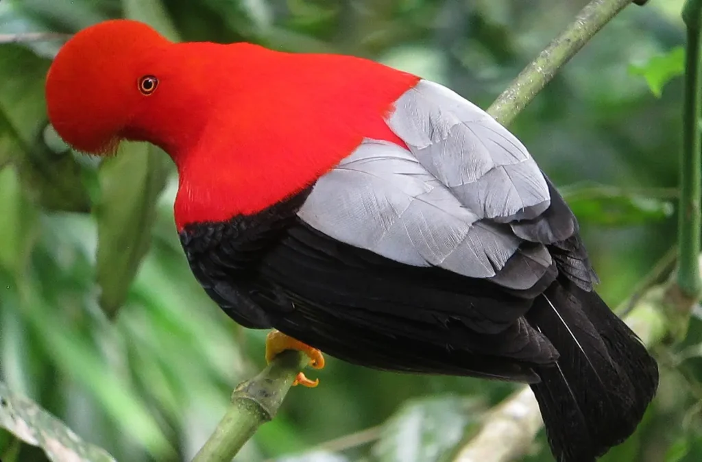 Andean Cock-of-the-rock 26