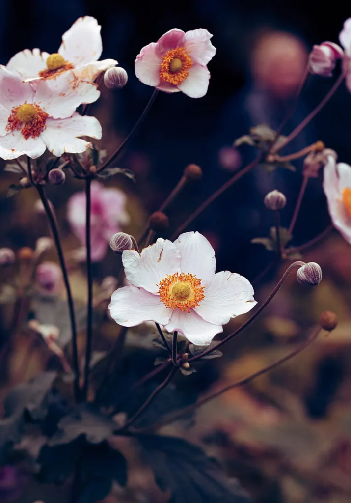 Anemone Flower 11