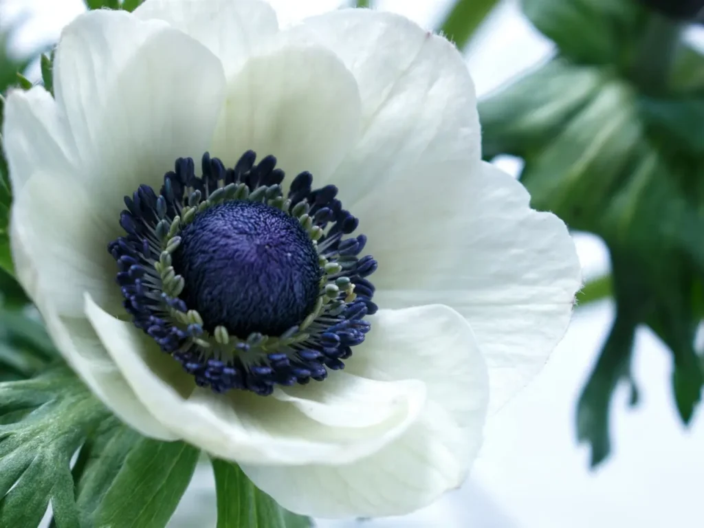 Anemone Flower 14