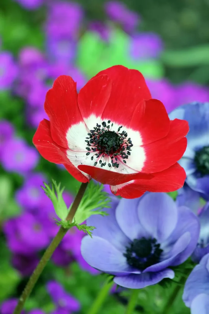 Anemone Flower 16