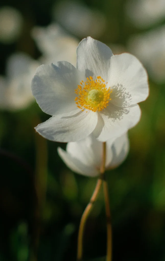 Anemone Flower 19