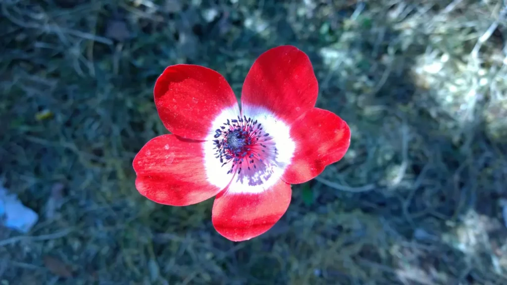Anemone Flower 20