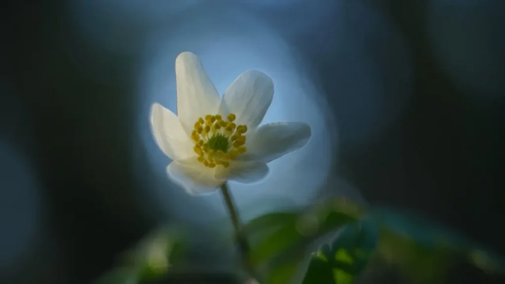 Anemone Flower 21