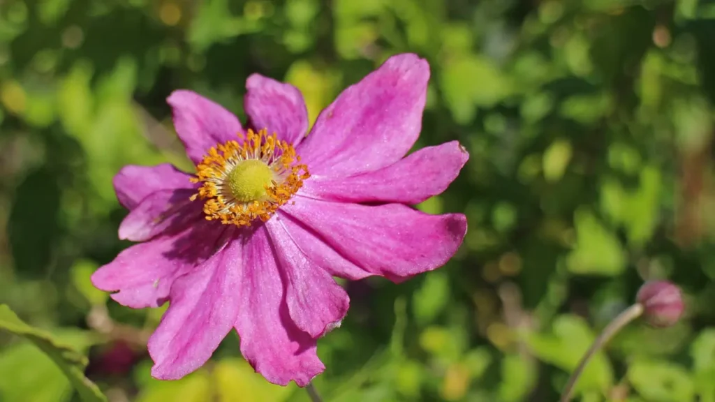 Anemone Flower 6