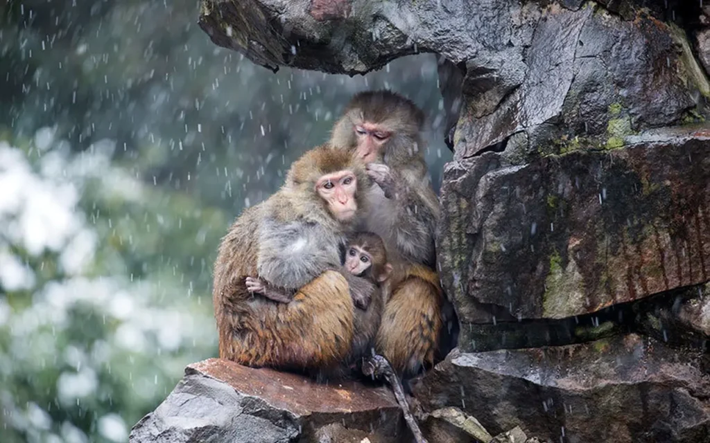 Animal Images Of The Week - Monkey Family Huddling Together To Escape Snowstorm...2