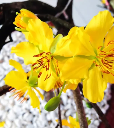 Apricot Blossoms