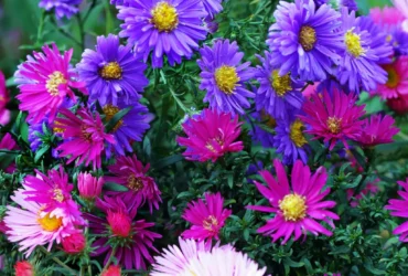 Aster Flowers 1