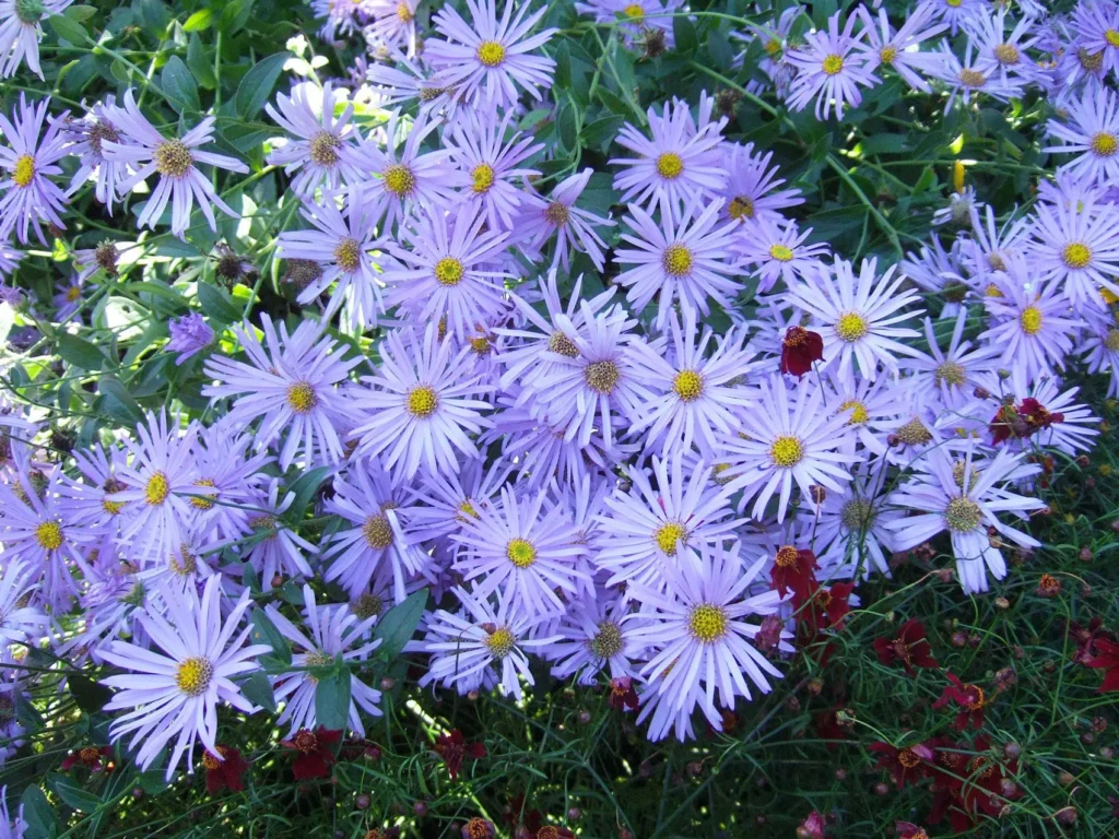 Aster Flowers 3