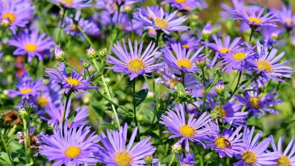 Aster Flowers 4