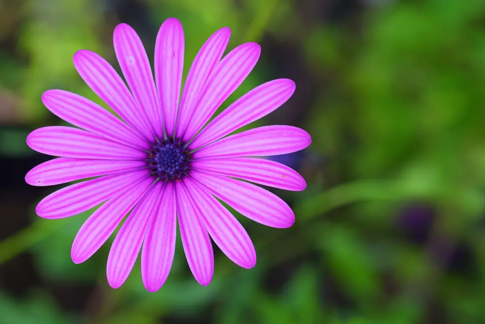 Aster Flowers 5