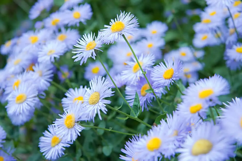 Aster Flowers 6