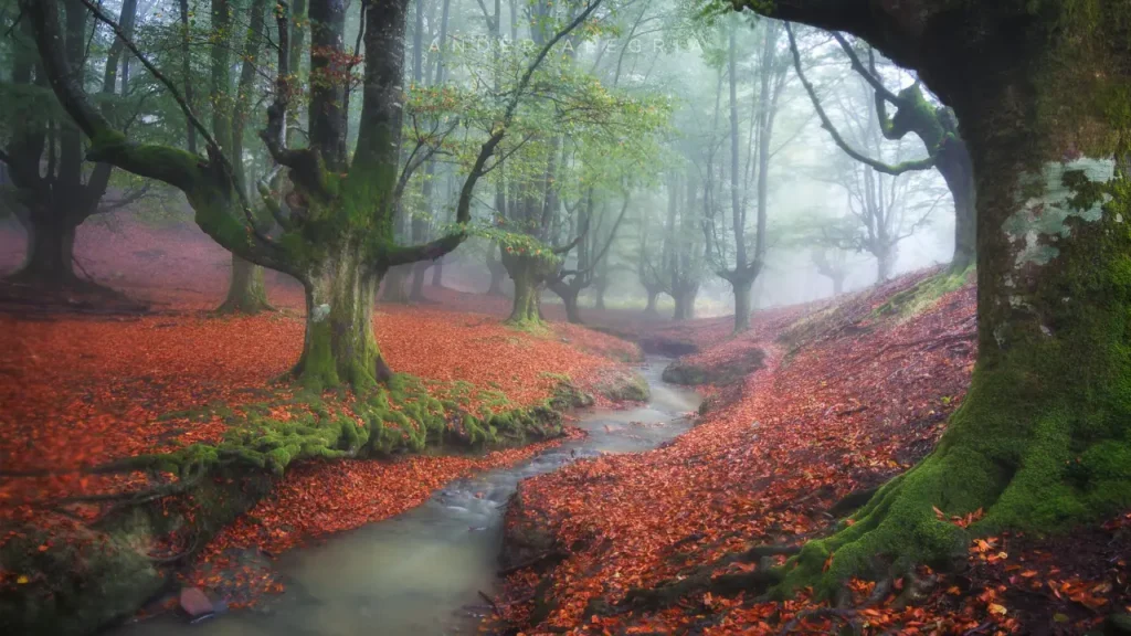 Beautiful And Mysterious Forests 21
