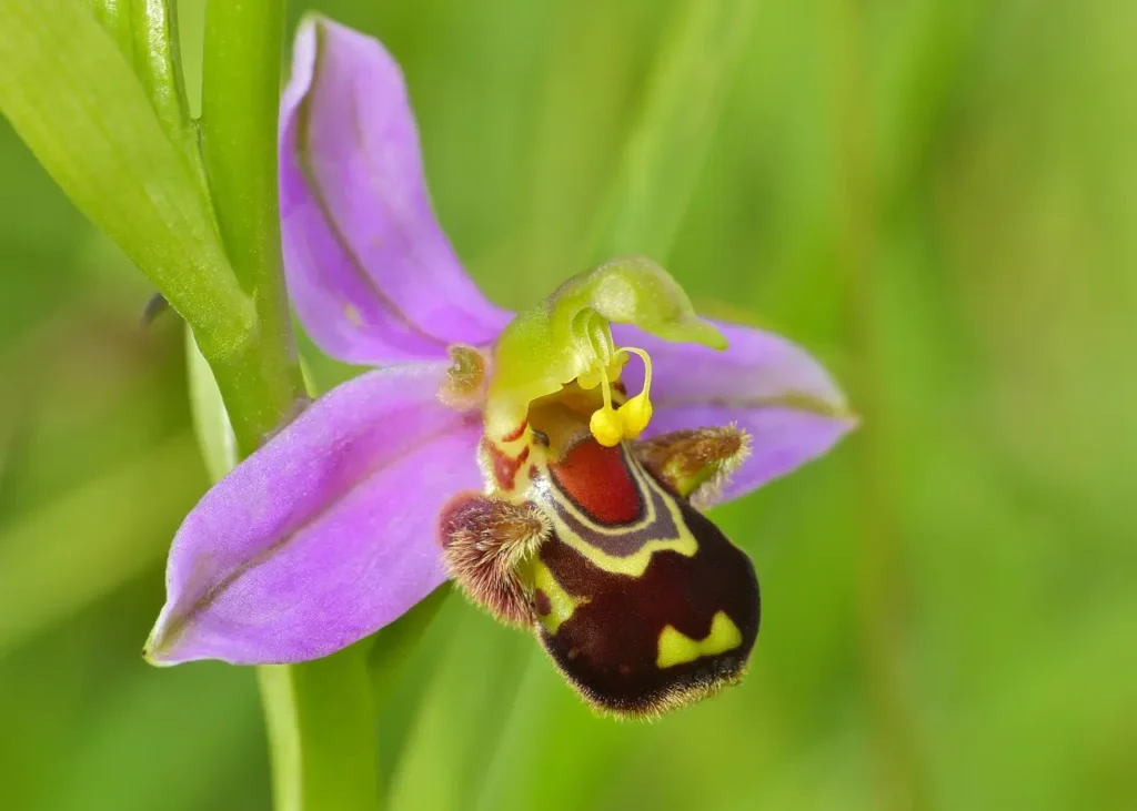 Bee Orchid 1