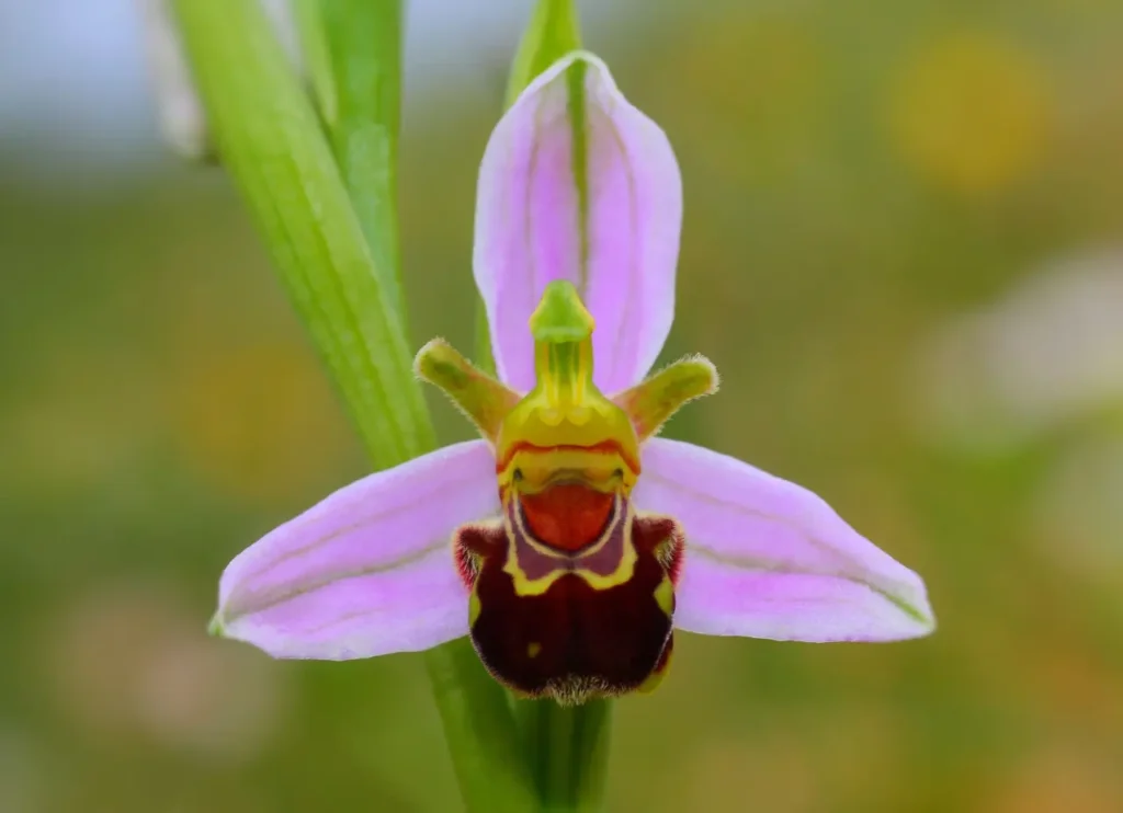 Bee Orchid 10