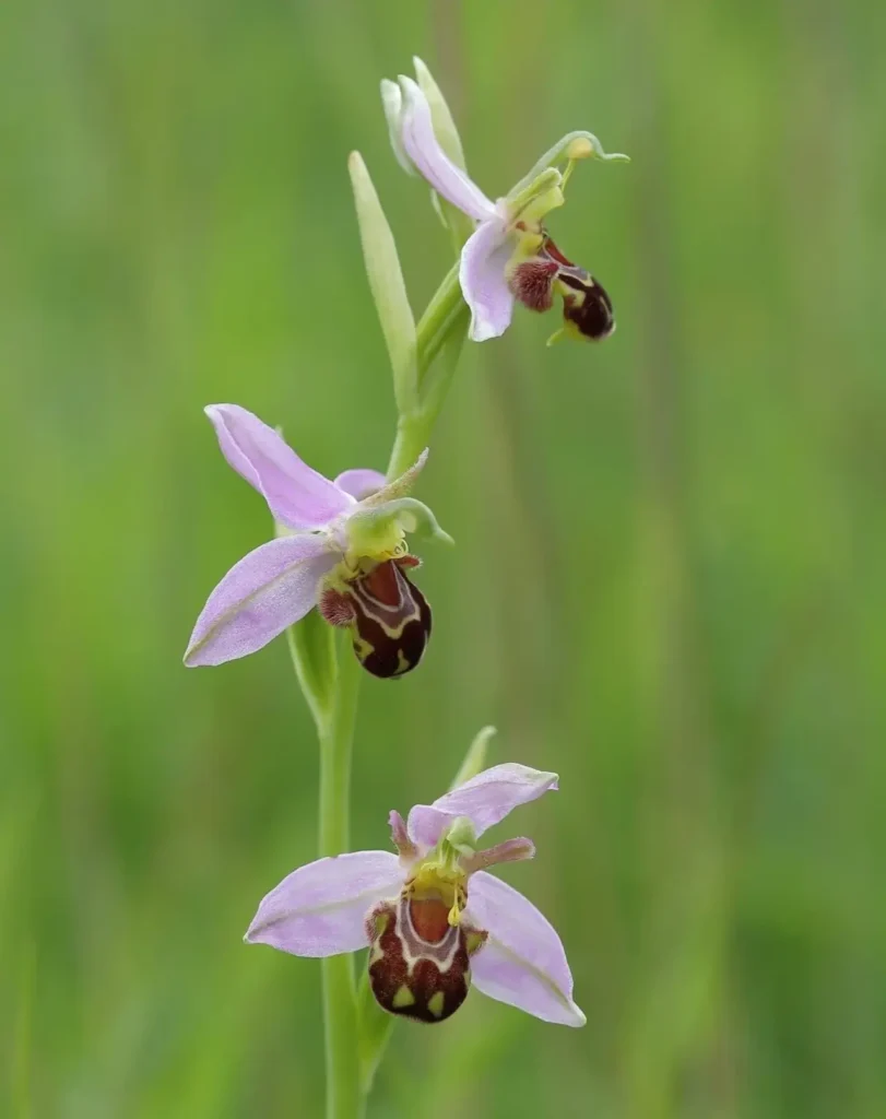 Bee Orchid 12