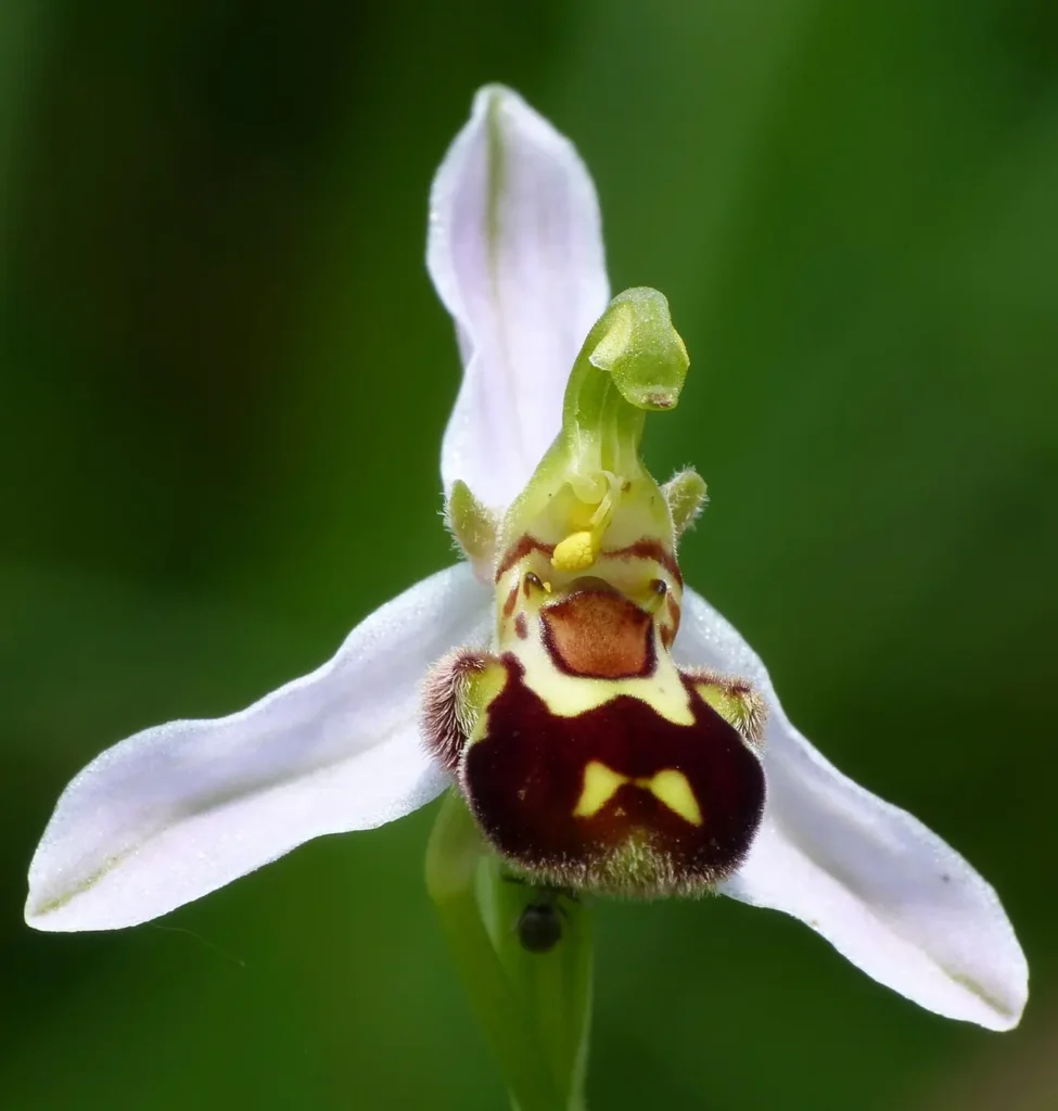 Bee Orchid 13