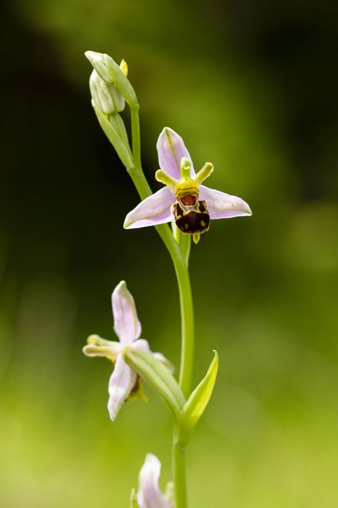 Bee Orchid 15