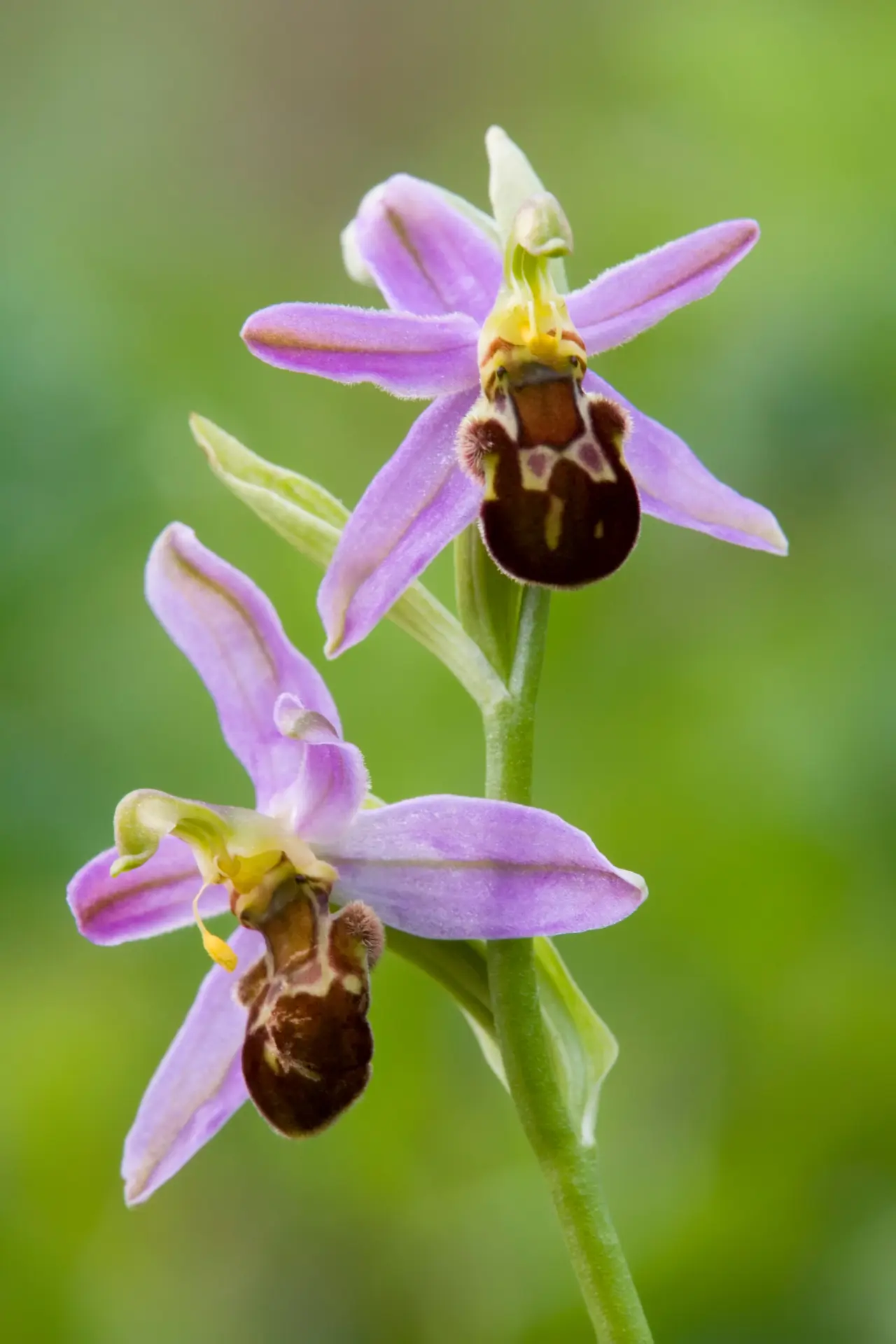 Bee Orchid 16