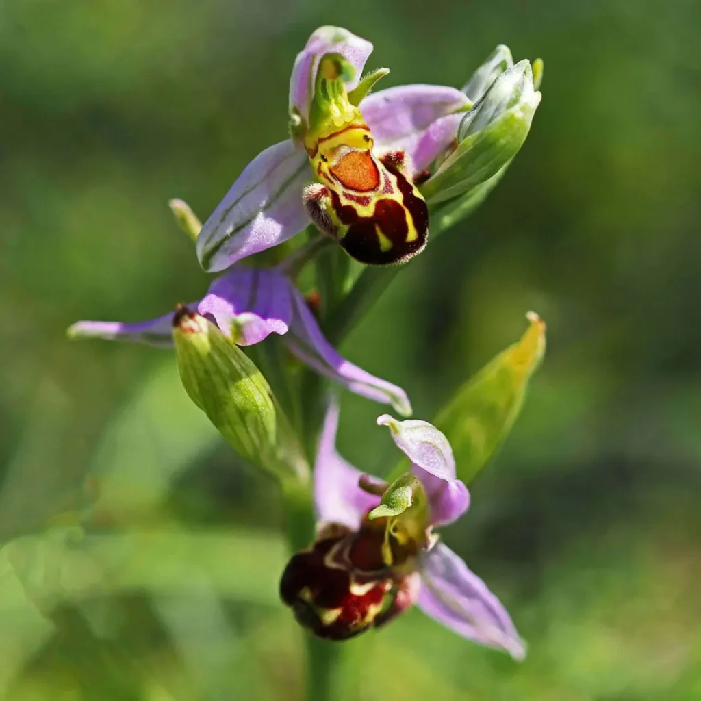 Bee Orchid 17