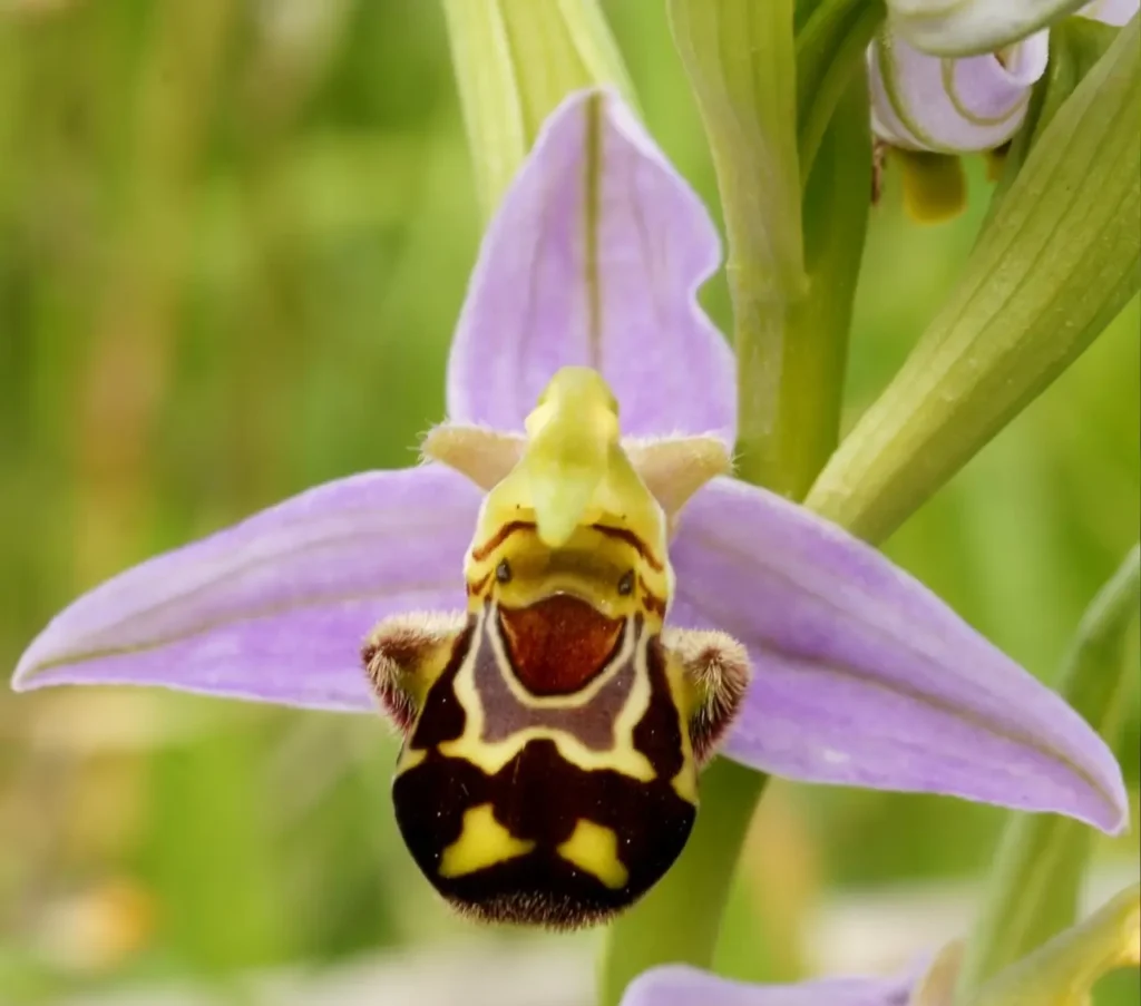 Bee Orchid 4
