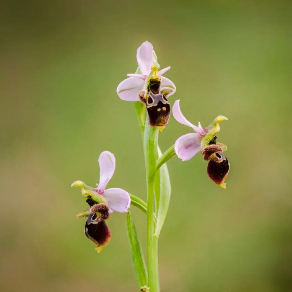 Bee Orchid 5