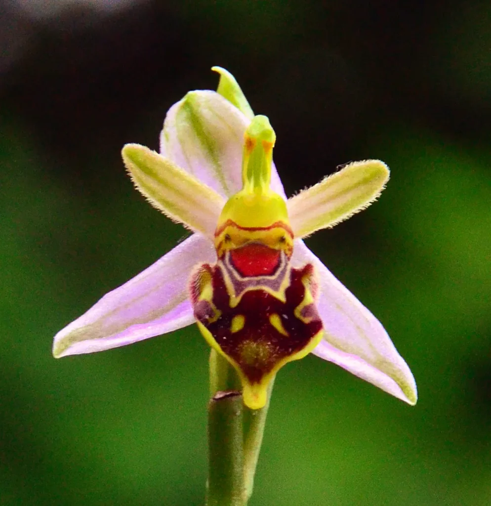 Bee Orchid 7