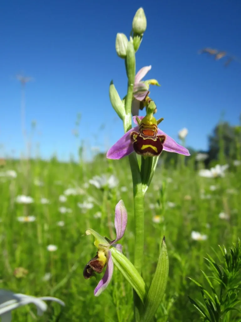 Bee Orchid 8