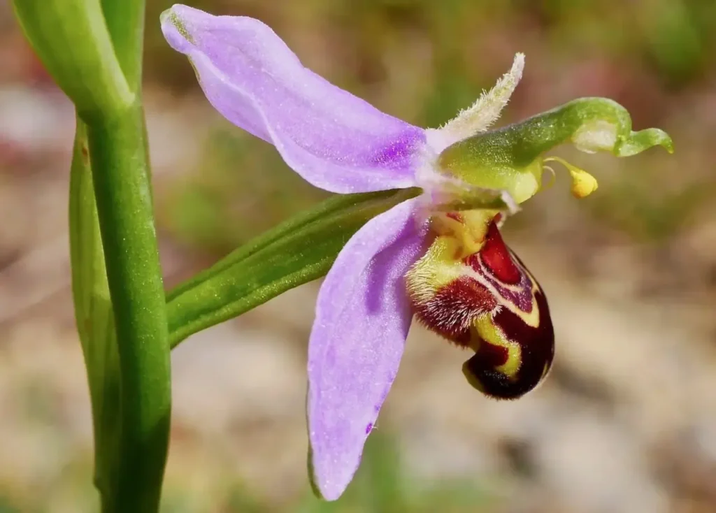 Bee Orchid 9