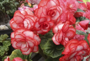 Begonia Flower 1