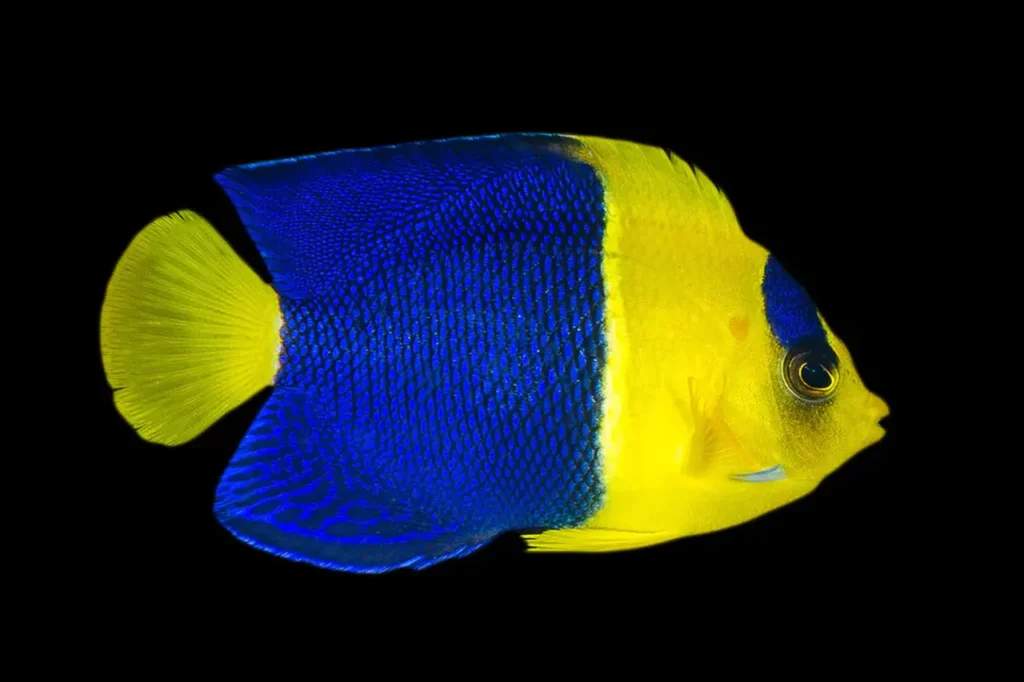Bicolor Angelfish 5