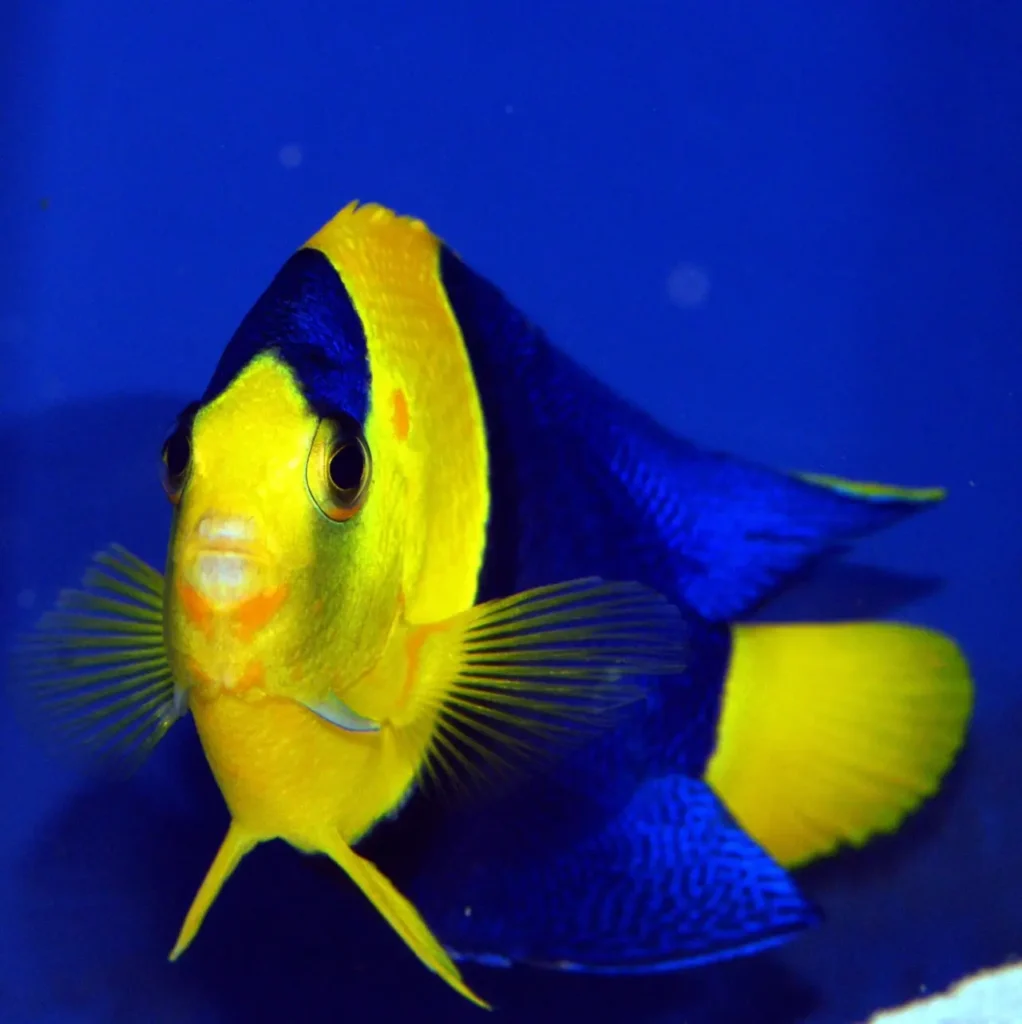 Bicolor Angelfish 6