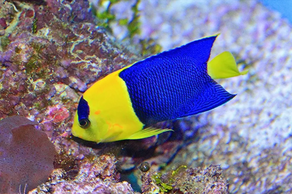 Bicolor Angelfish 8