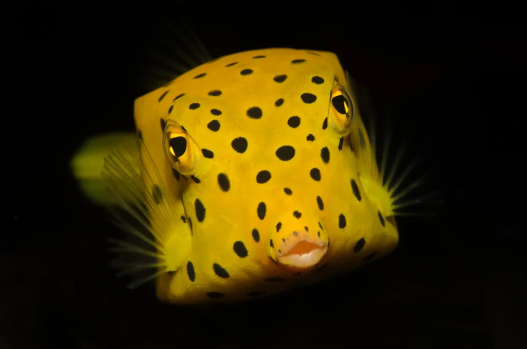 Boxfish Yellow 1