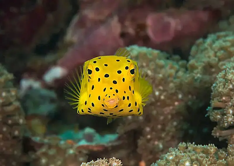 Boxfish Yellow 10